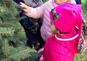 Dzieci poznają drzewa iglaste za pomocą dotyku.